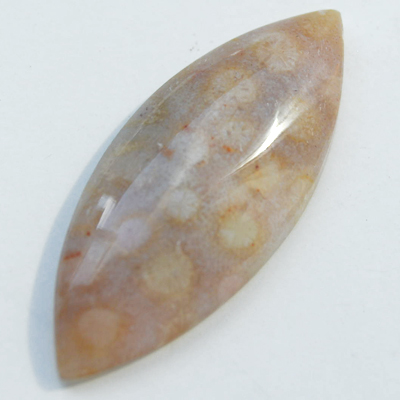 Fossiili koralli, pyrhiottu kapussi, markiisi, noin 37x15x5.6mm, kuvassa #PS-06, tasainen tausta, vain 1 kpl