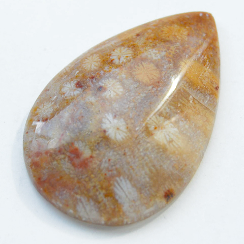 Fossiili koralli, pyrhiottu kapussi, pisara, noin 30x20x5.6mm, kuvassa #PS-08, tasainen tausta, vain 1 kpl