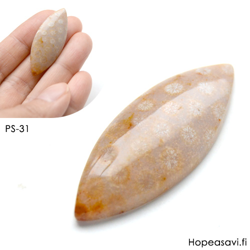 Fossiili koralli, pyrhiottu kapussi, markiisi, noin 37.4x16x5.2mm, kuvassa #PS-101, tasainen tausta, uniikki kivi